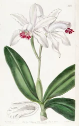 Cattleya intermedia (mint szin. Cattleya intermedia var. Pallida)